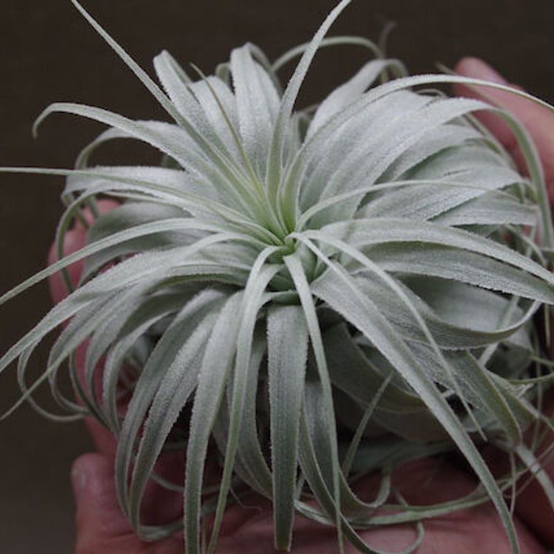 Tillandsia chapeuensis 速達発送 Tillandsia chapeuensis 速達発送 - メルカリ
