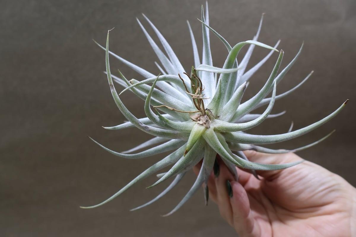 ディディスティカ 20号 | air-plants TENGU-DO