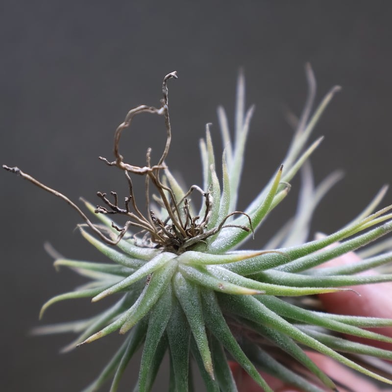 イオナンタフエゴ × エーレルシアナ 01号 | air-plants TENGU-DO イオナンタフエゴ × エーレルシアナ 01号 | air-plants TENGU-DO