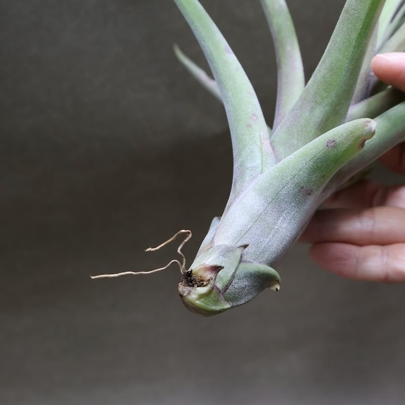 【新品未使用3点】　スカーラ　ヨギラグ　ボタニカル柄&エッセンシャルバーム NEW ARRIVALS - SUKALA（スカーラ）