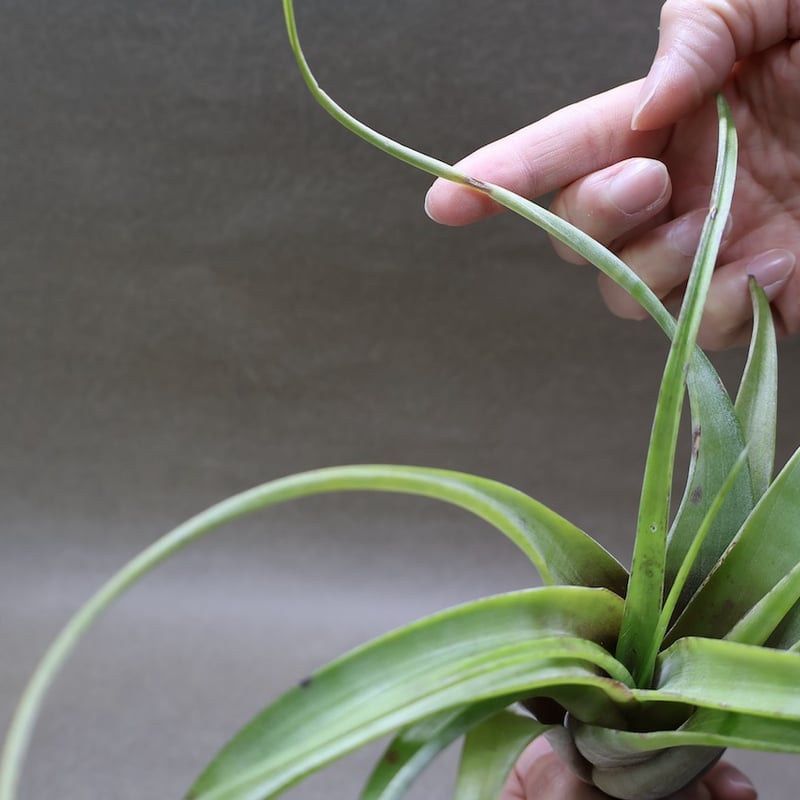 チランジア　フレクスオーサ　2種類セット　速達 フレクスオーサ 15号 | air-plants TENGU-DO