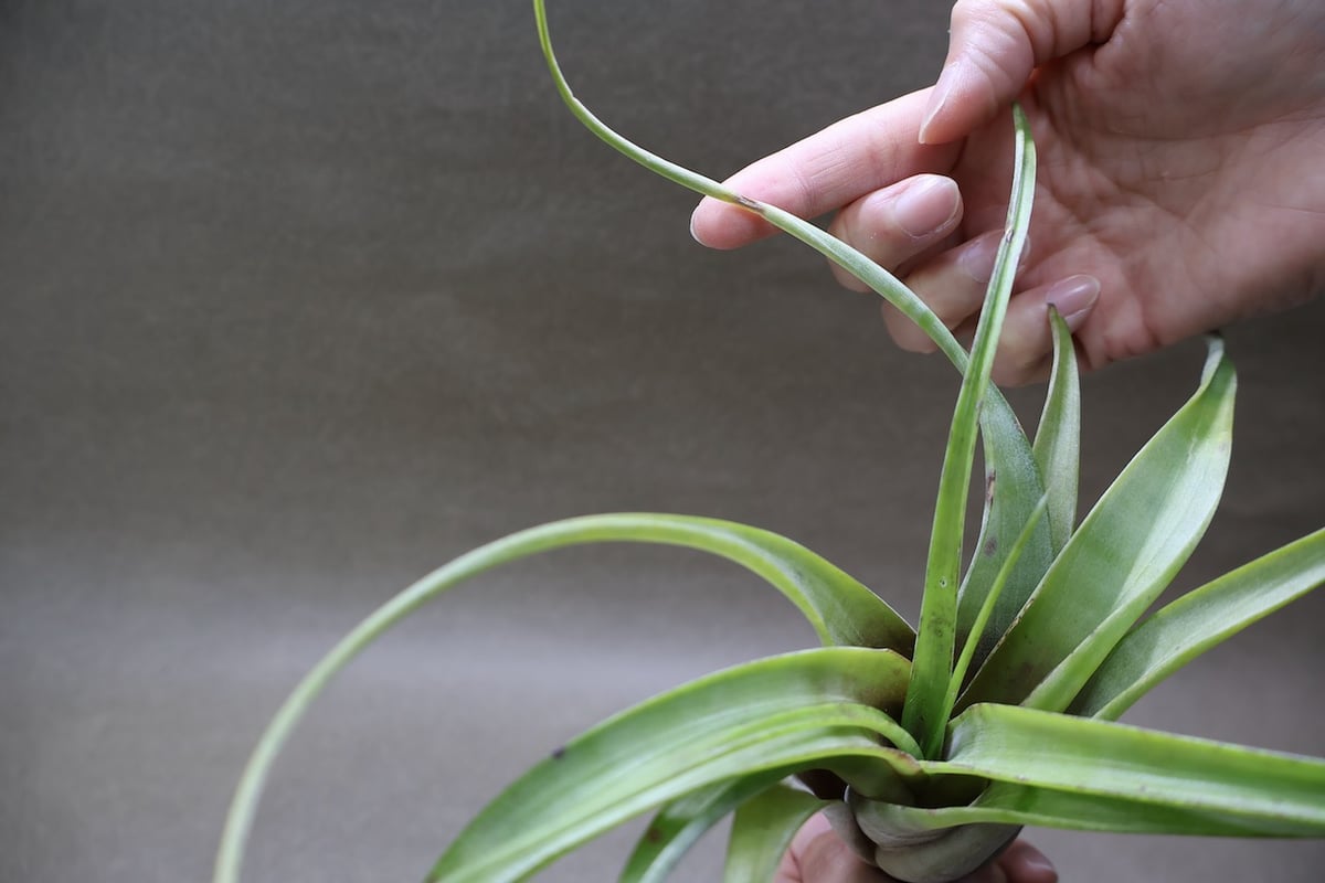 フレクスオーサ 15号 | air-plants TENGU-DO