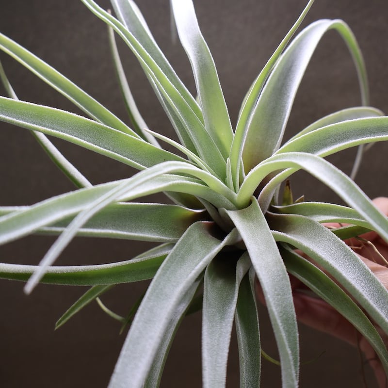 チランジア ハリシー × ベアコレアーレ ベアコレアーレ × ハリシー 02号 | air-plants TENGU-DO