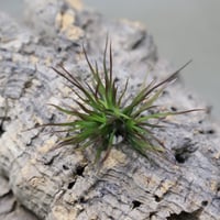 イッツィービッツィー 31号 | air-plants TENGU-DO