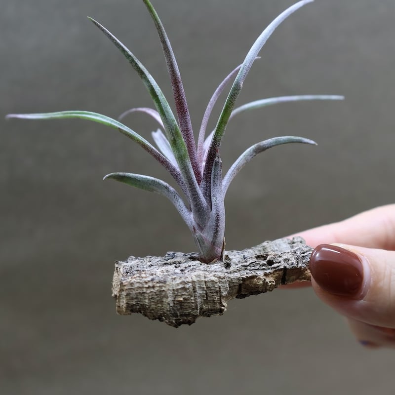カピタータ ドミンゲンシス 41号 | air-plants TENGU-DO