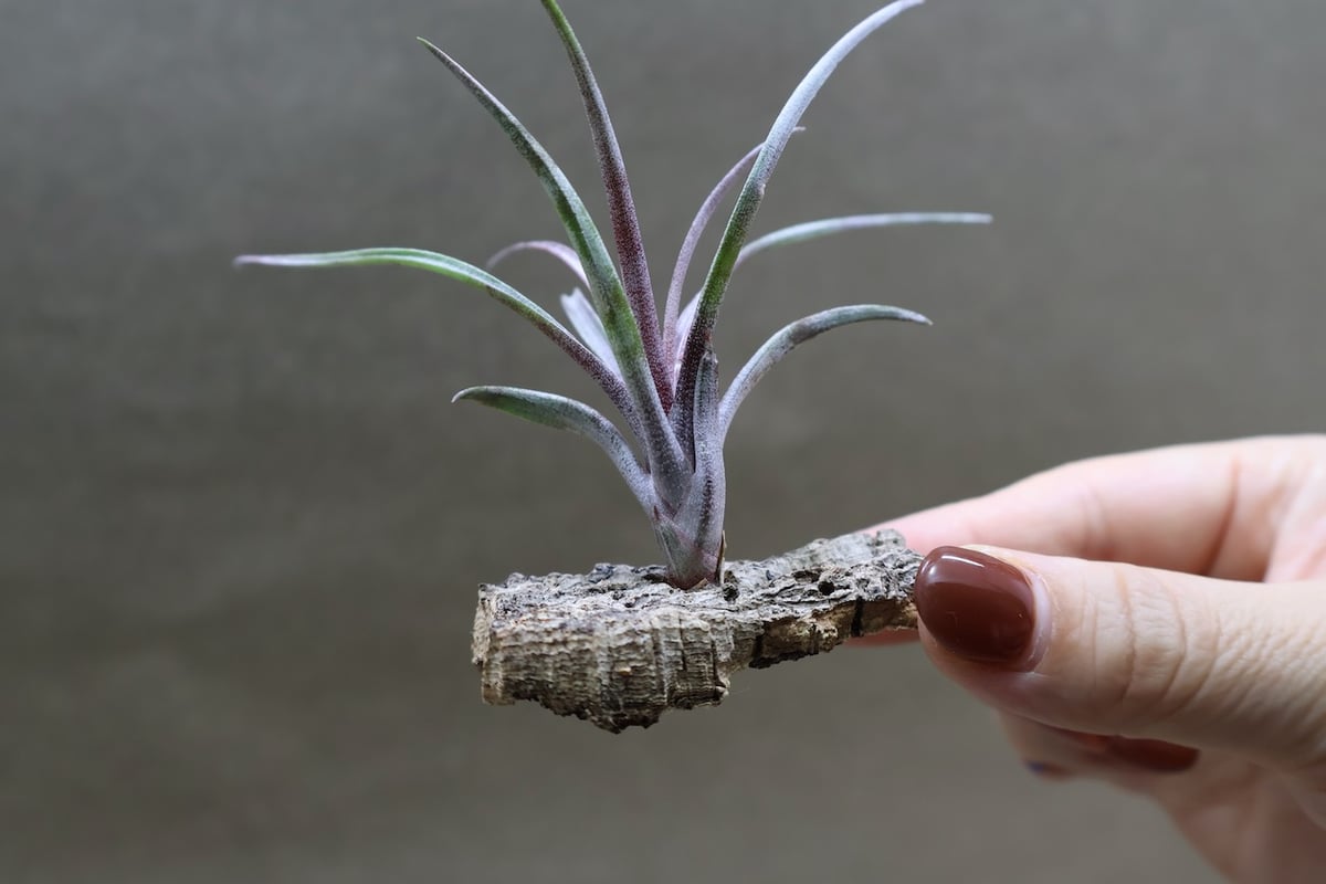 カピタータ ドミンゲンシス 41号 | air-plants TENGU-DO