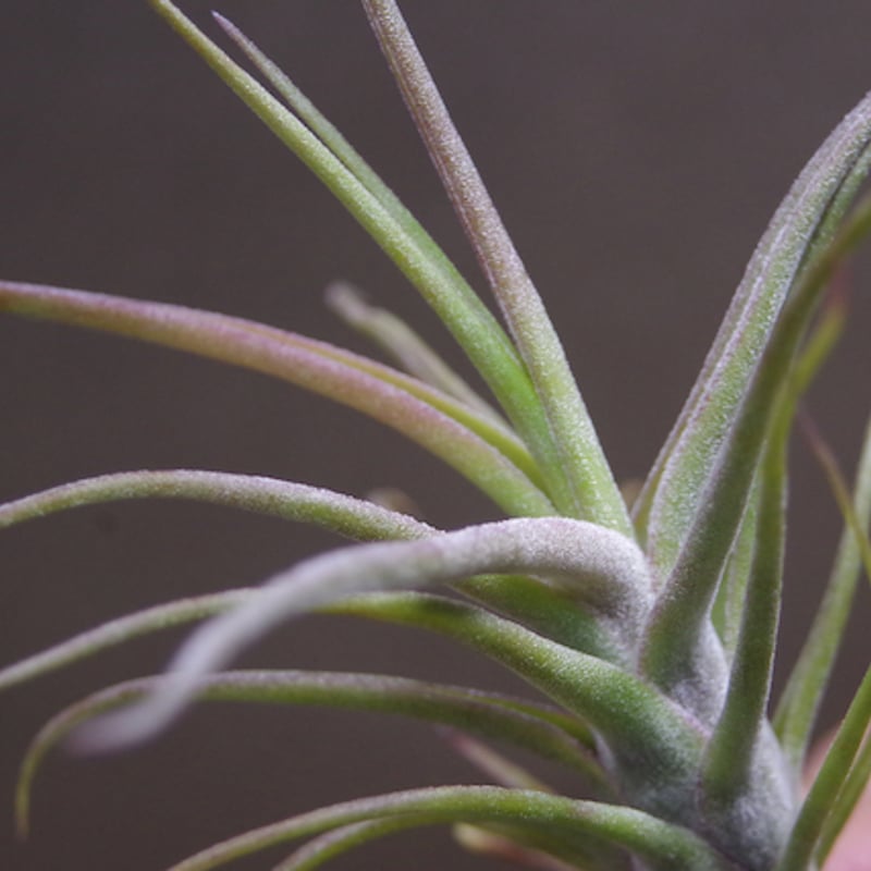 ティムズツイスター × レックス 02号 | air-plants TENGU-DO