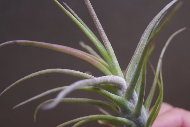 ティムズツイスター × レックス 02号 | air-plants TENGU-DO