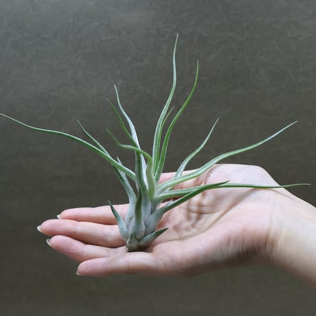 CATEGORY エアープランツ（ティランジア） | air-plants TENGU-DO