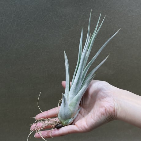 air-plants TENGU-DO