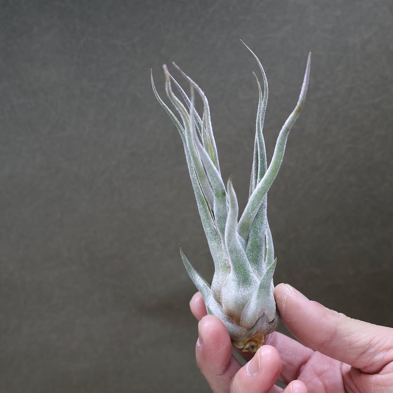 チランジア Ty タイ選抜 3株セット 【公式通販】