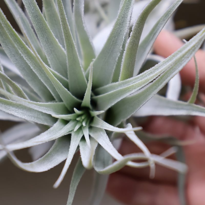 チャペウエンシス・チュリフォルミス　輸入株 チャペウエンシス チュリフォルミス 01号 | air-plants TENGU-DO