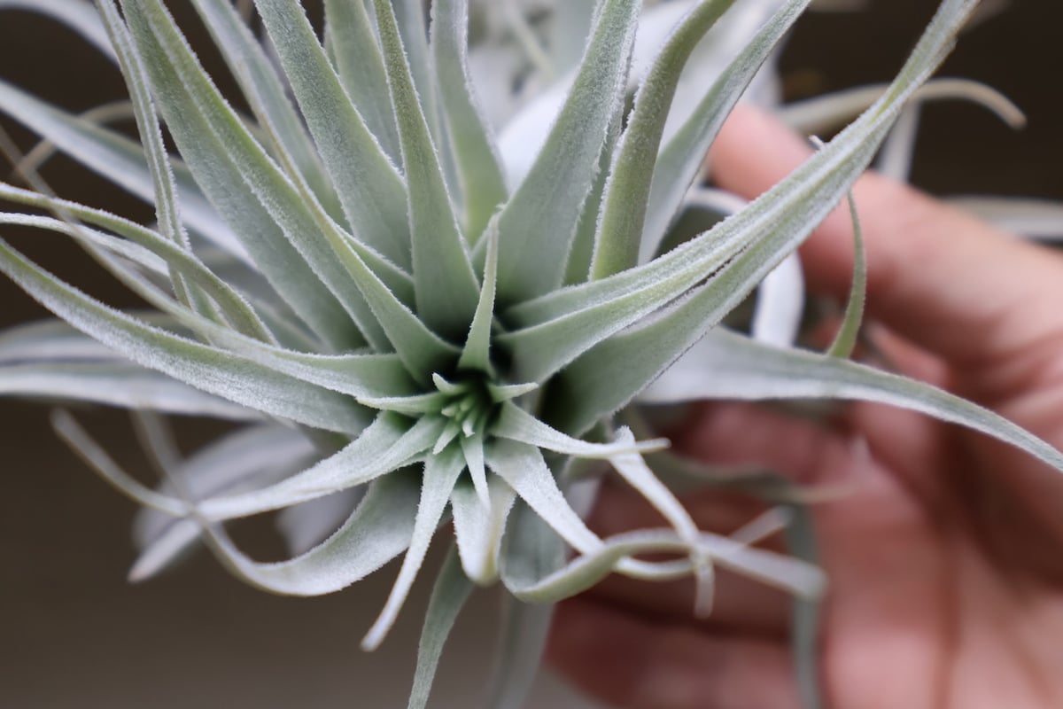 チャペウエンシス チュリフォルミス 02号 | air-plants TENGU-DO