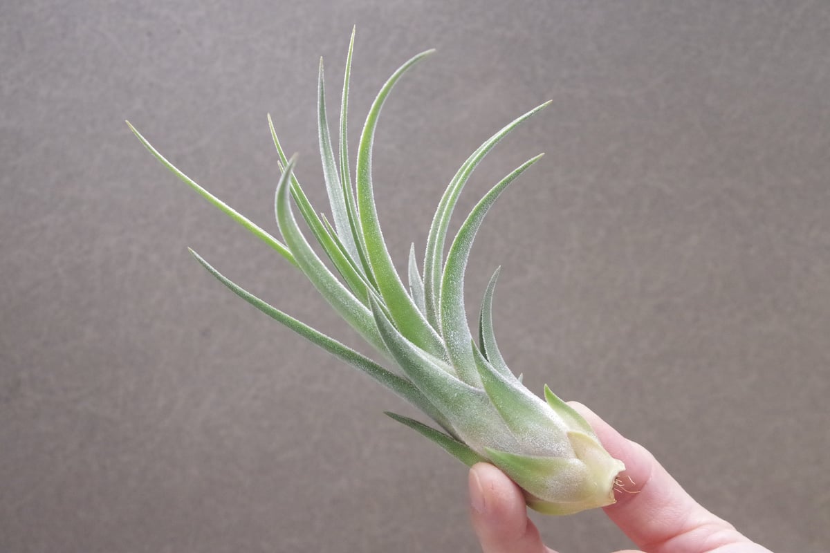 キューティーパイ （エーレルシアナxプエブレンシス）Sサイズ02号