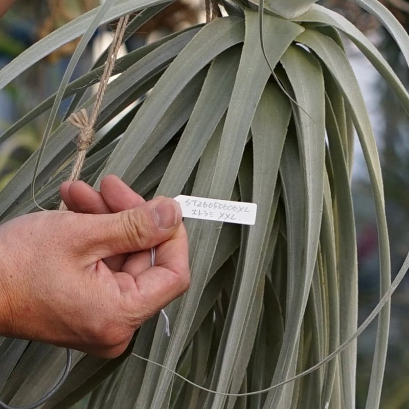 超希少❗️超特大❗️チランジア　ストラミネア✨ スタッフ特選】ストラミネア XXLサイズ | air-plants TENGU-DO