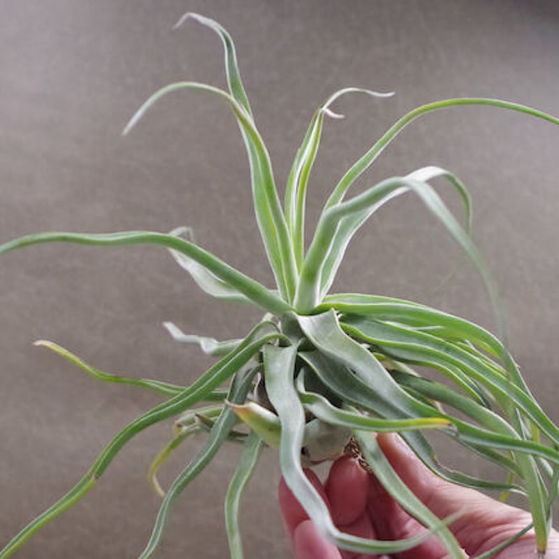 ストレプトフィラ × セレリアナ） × ショータイム 05号 | air-plants TE