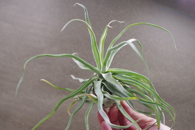 ストレプトフィラ × セレリアナ） × ショータイム 05号 | air-plants TE