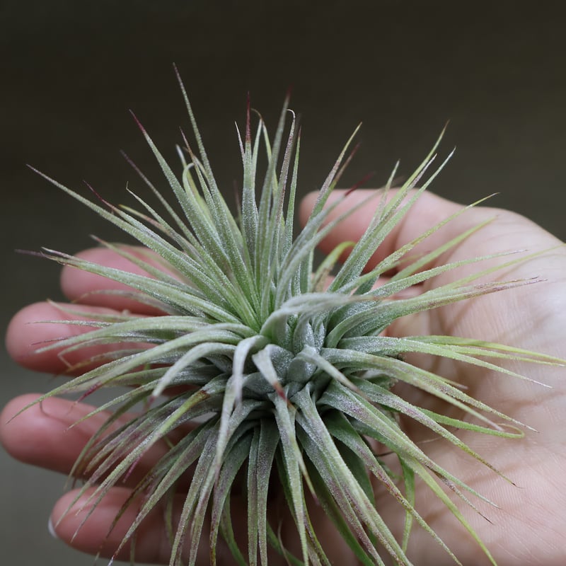 イオナンタ スノーボール 02号 | air-plants TENGU-DO