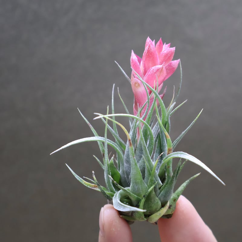 Tillandsia カウツキー Tillandsia kautskyi hybrid (purple silver form) - Bird Rock