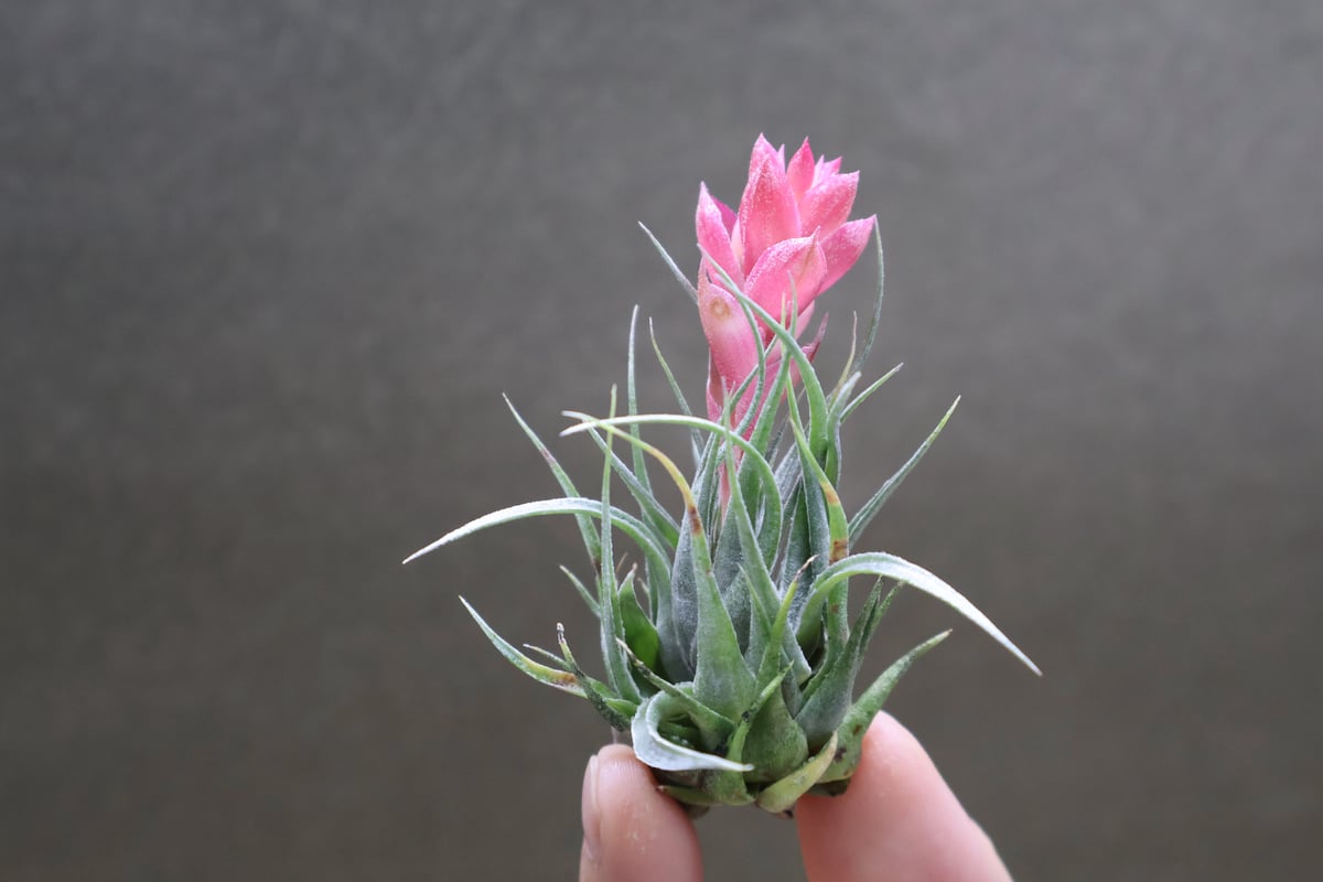 Tillandsia カウツキー カウツキー 13号 | air-plants TENGU-DO