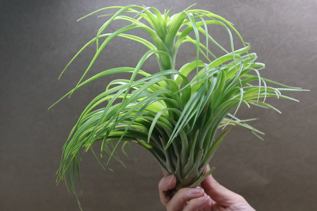 ブラキカウロス シュプリーム 06号 | air-plants TENGU-DO