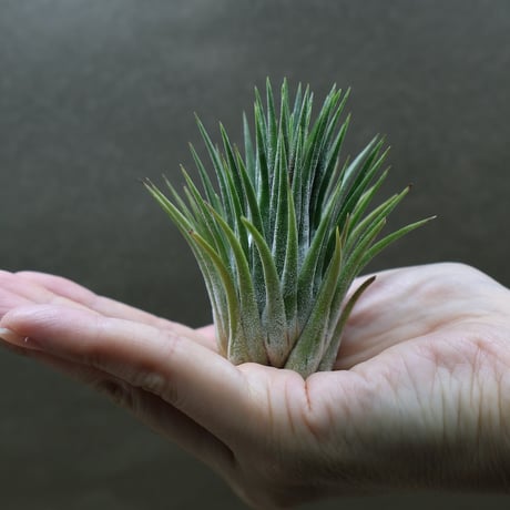 CATEGORY 品種名：I/J/K/L | air-plants TENGU-DO