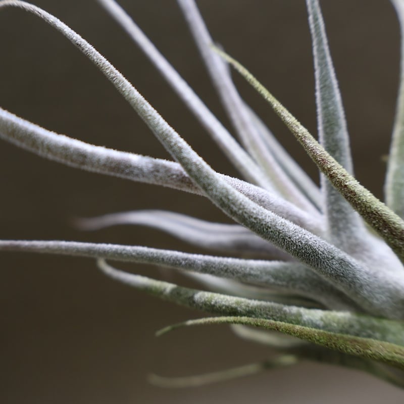 エーレルシアナ 49号 | air-plants TENGU-DO