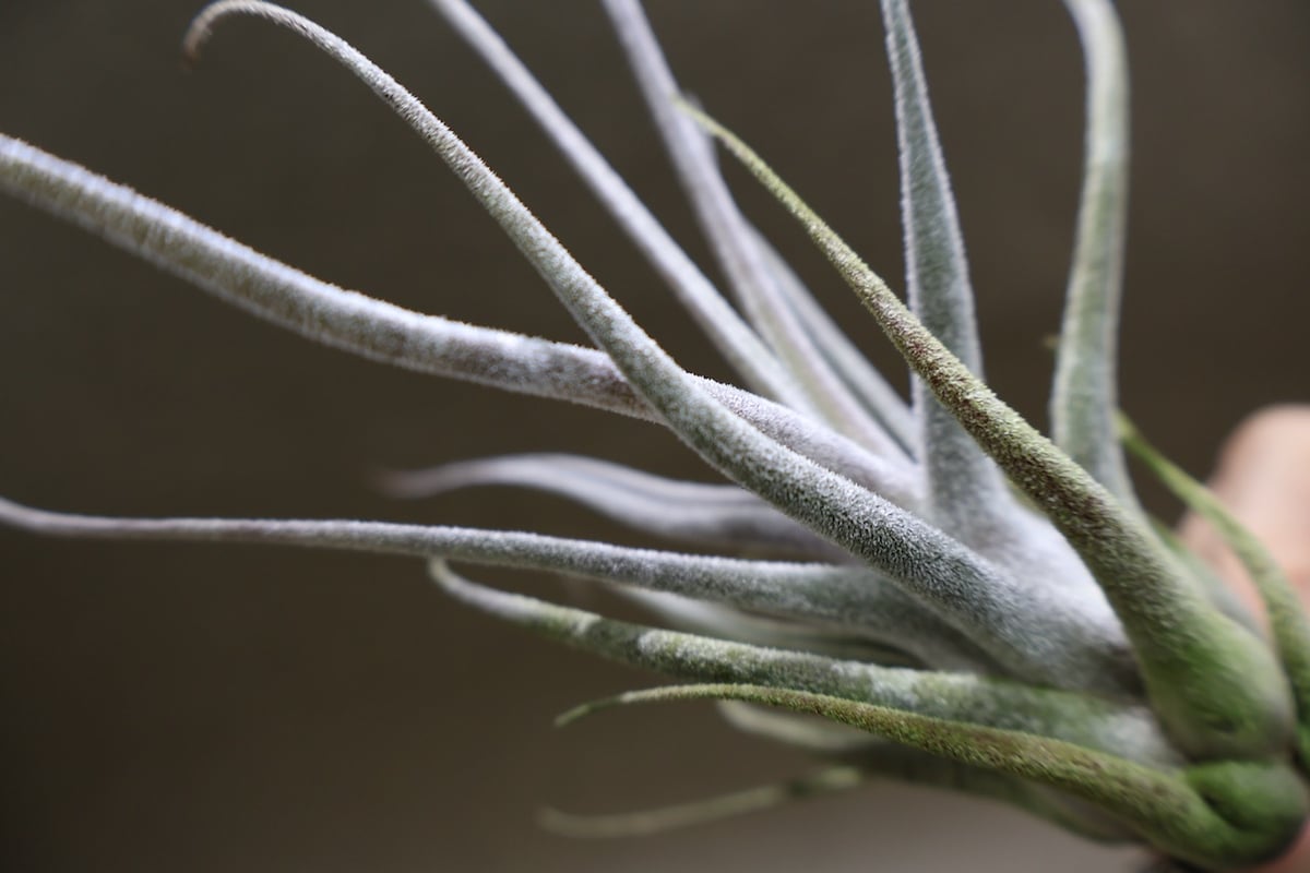 エーレルシアナ 49号 | air-plants TENGU-DO