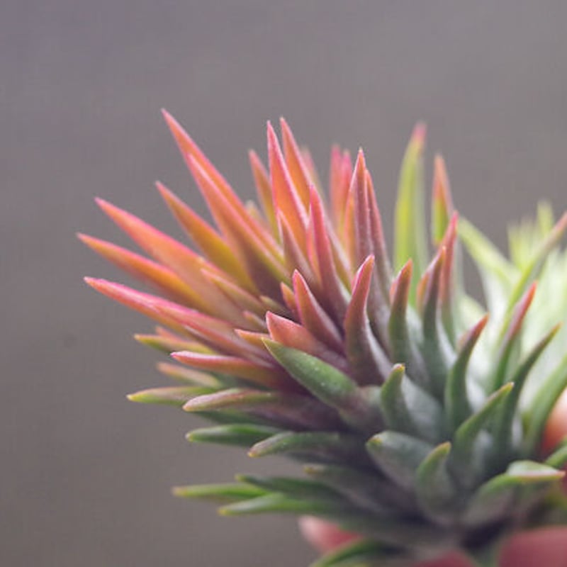 マヤントーテムポール 03号 | air-plants TENGU-DO