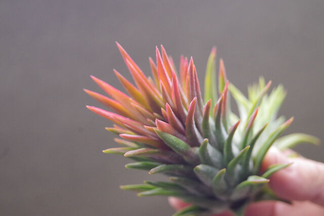 Tillandsia Ionantha Pyramid 速達発送 Tillandsia Ionantha Pyramid 速達発送 tillandsia ionantha pyramid