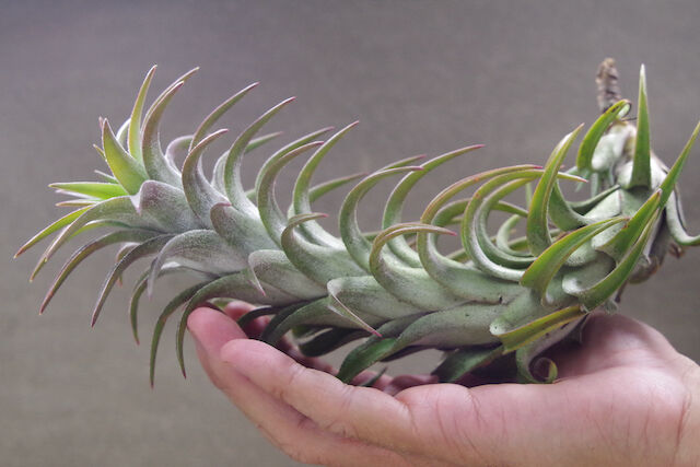 Ionantha vanhyningii 斑入り イオナンタ バンハイニンギー 現品) チランジア イオナンタ バンハイニンギー 斑入り (No