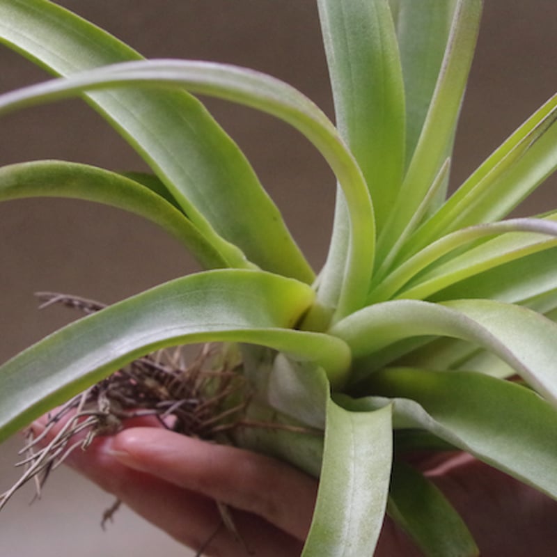 チランジア パドレ パドレ（ローランドゴッセリニーxチアペンシス）04号 | air-plants
