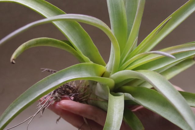 チランジア パドレ パドレ（ローランドゴッセリニーxチアペンシス）04号 | air-plants