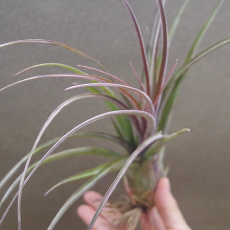 ストレプトフィラ × ノバキー 13号 | air-plants TENGU-DO ストレプトフィラ × ノバキー 13号 | air-plants TENGU-DO
