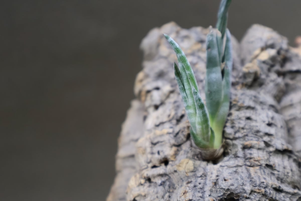 スブリフェラ Sサイズ01号 | air-plants TENGU-DO