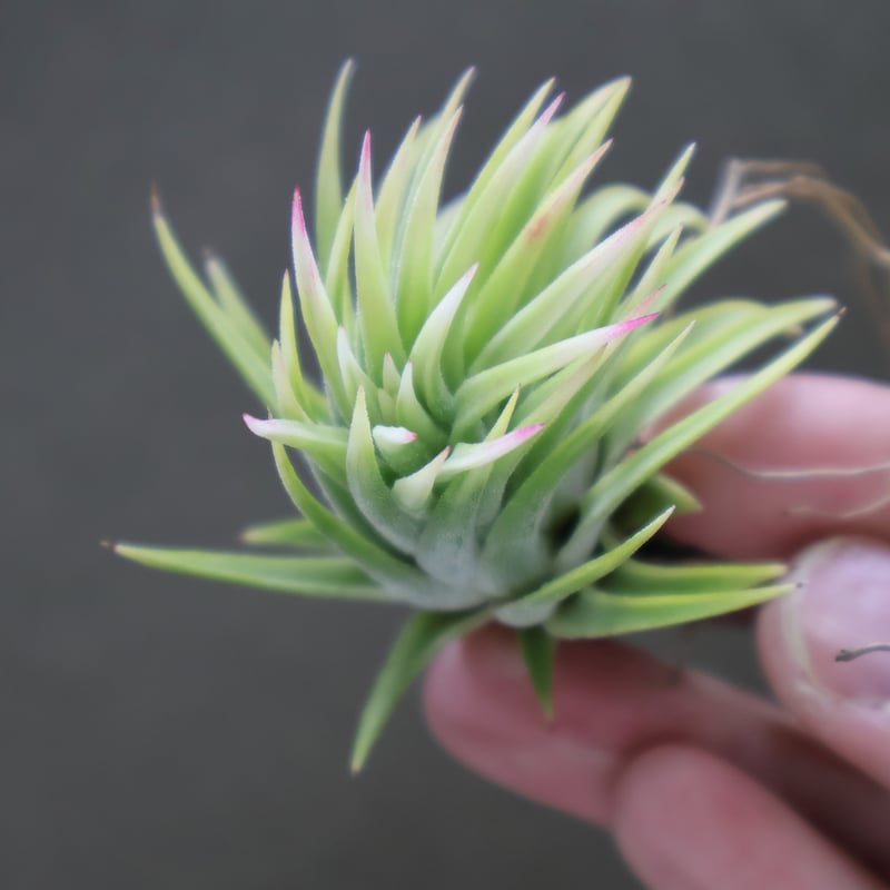 イオナンタ アルボマージナータ 24号 | air-plants TENGU-DO イオナンタ アルボマージナータ 24号 | air-plants TENGU-DO