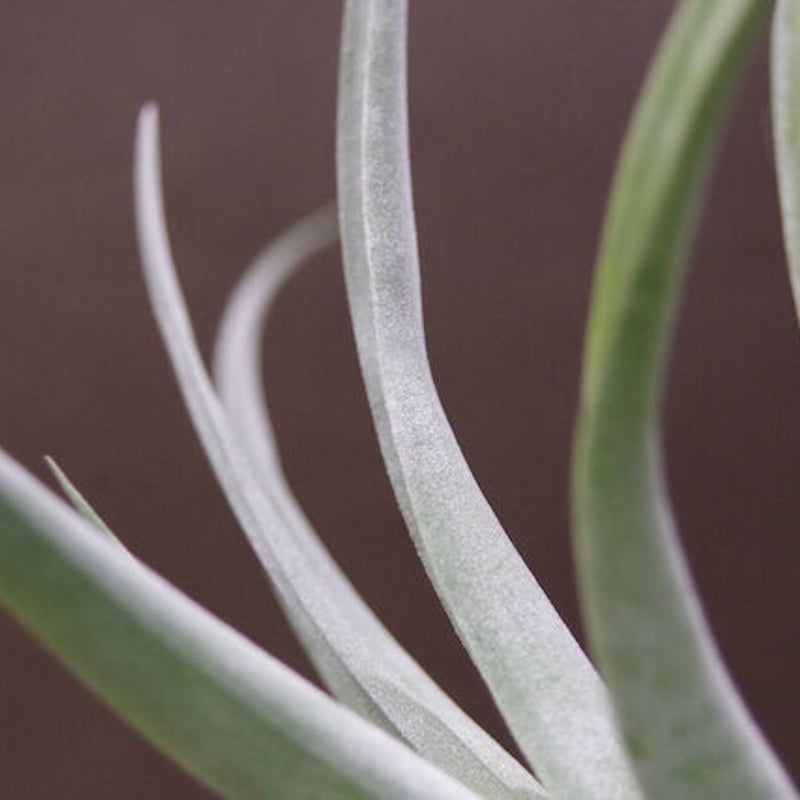 パドレ（ローランドゴッセリニーxチアペンシス）03号 | air-plants