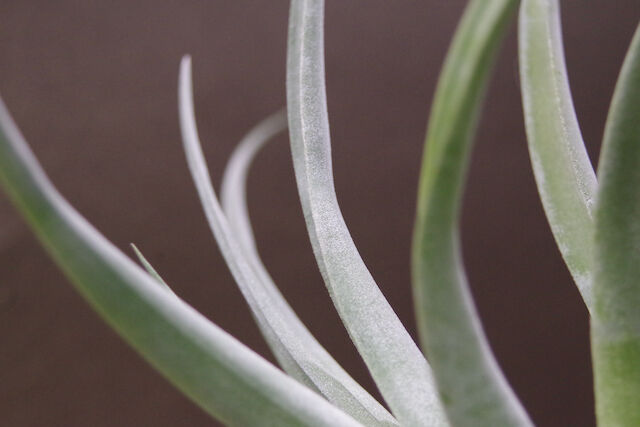 パドレ（ローランドゴッセリニーxチアペンシス）03号 | air-plants