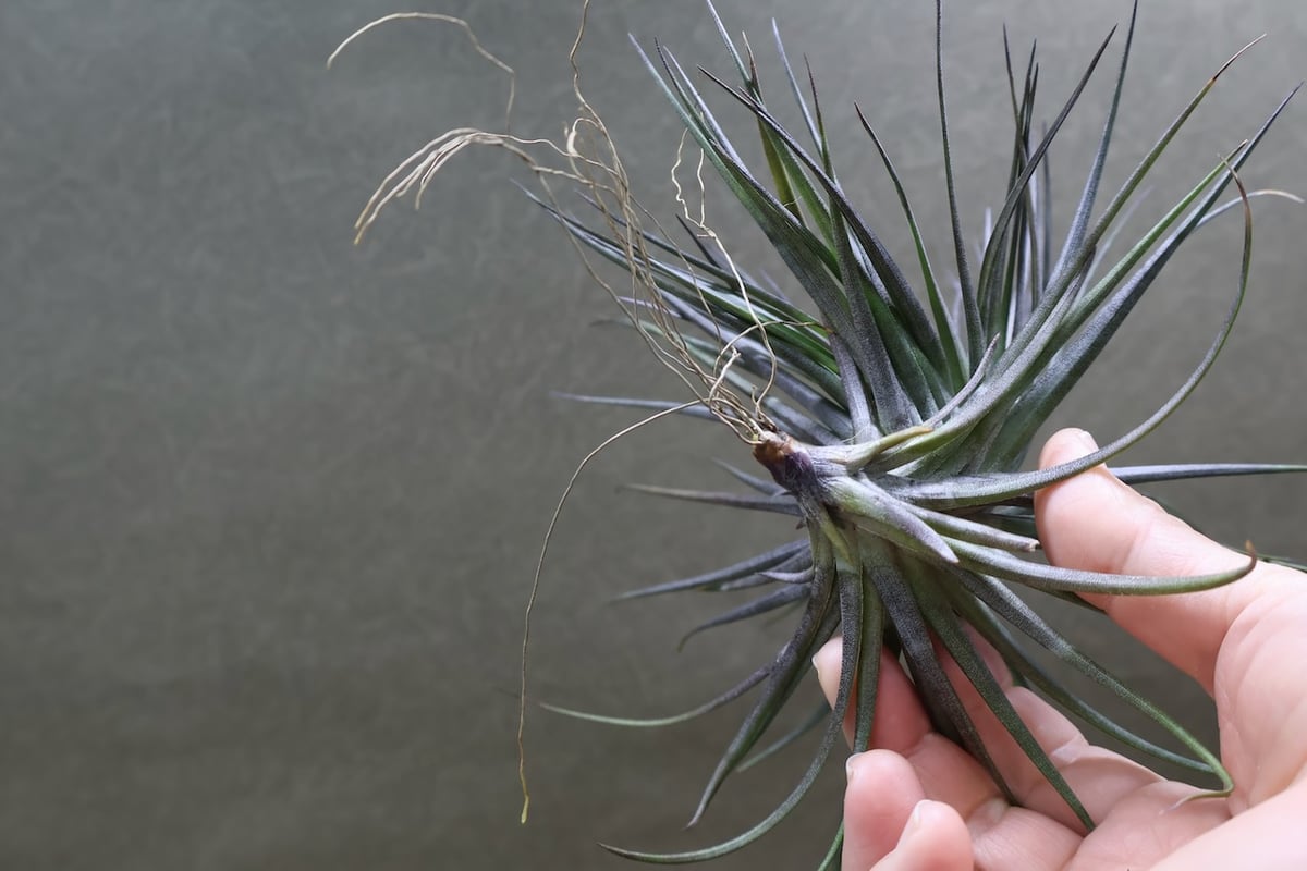 モンタナ ブラック 09号 | air-plants TENGU-DO