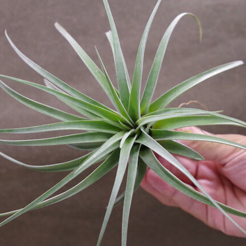 エリーサ （ コンコロール × ストレプトフィラ ）02号 | air-plants TEN