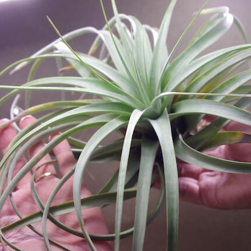 トマセリー 03号 | air-plants TENGU-DO