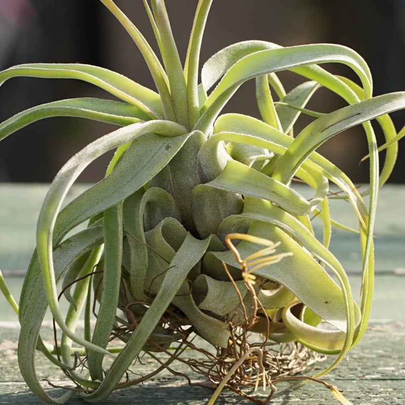 スタッフ特選】ストレプトフィラ 子株 B号 | air-plants TENGU-DO