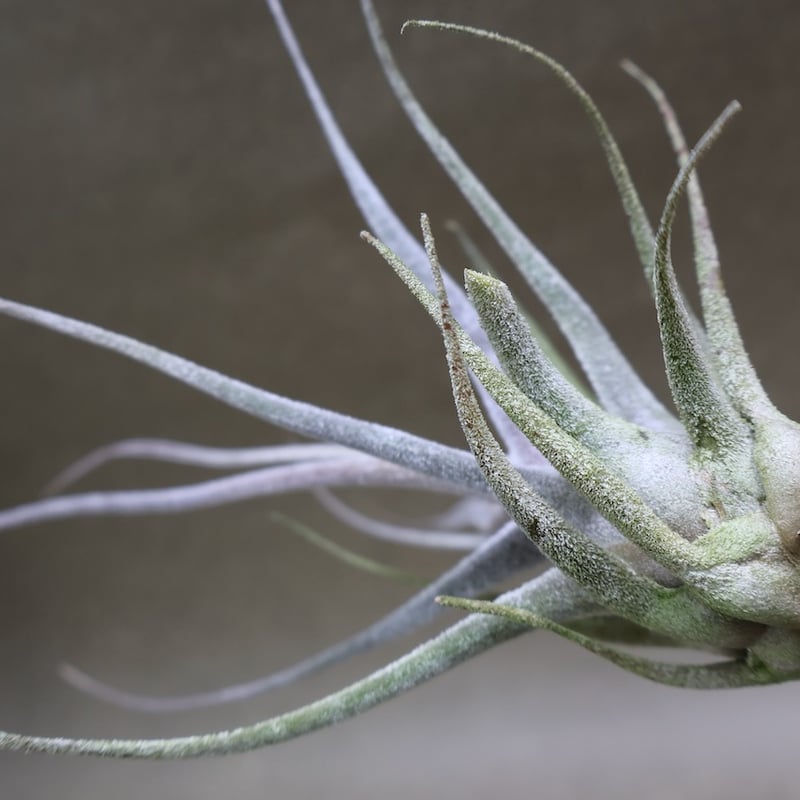 エーレルシアナ 49号 | air-plants TENGU-DO