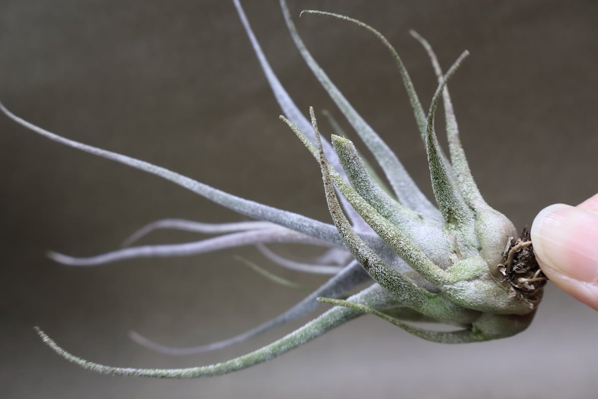 エーレルシアナ 49号 | air-plants TENGU-DO