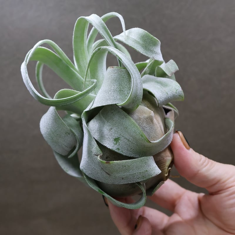 ストレプトフィラ ベリーズ 106号 | air-plants TENGU-DO