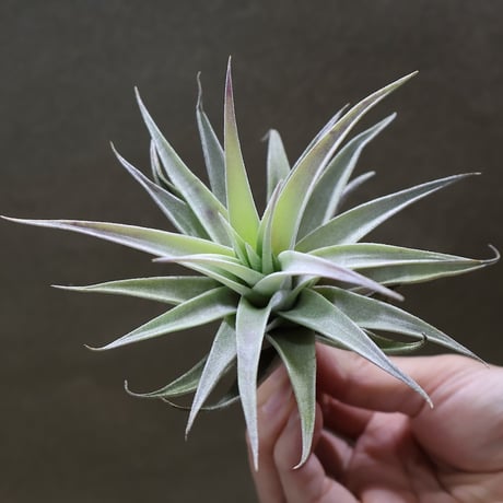 エアプランツ CATEGORY エアプランツ（チランジア）F～J | 常葉植物園 Tokiwa Botani
