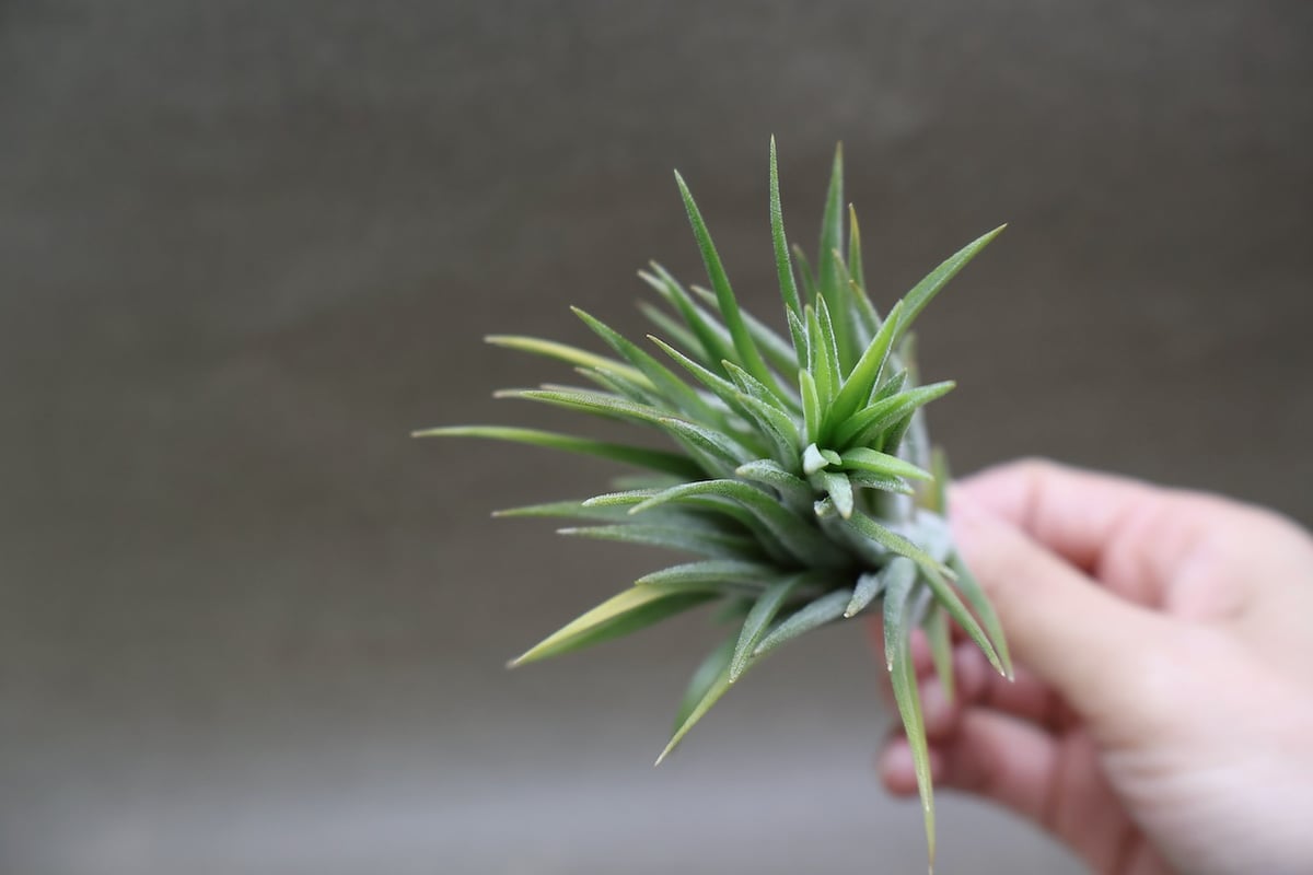 イオナンタ ビッグボーイ 12号 | air-plants TENGU-DO