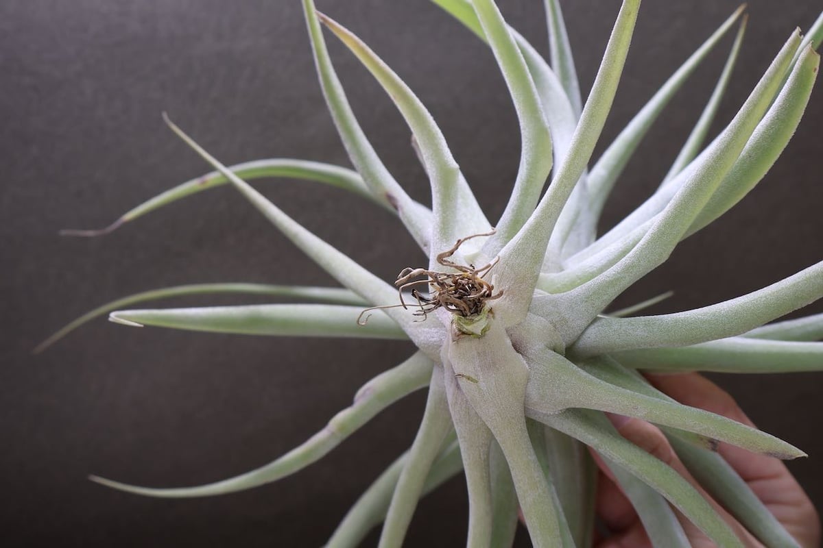 カクティコラ L size | air-plants TENGU-DO