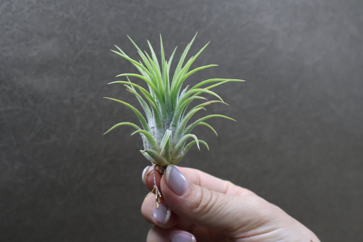 アプレタード BRT 01号 | air-plants TENGU-DO