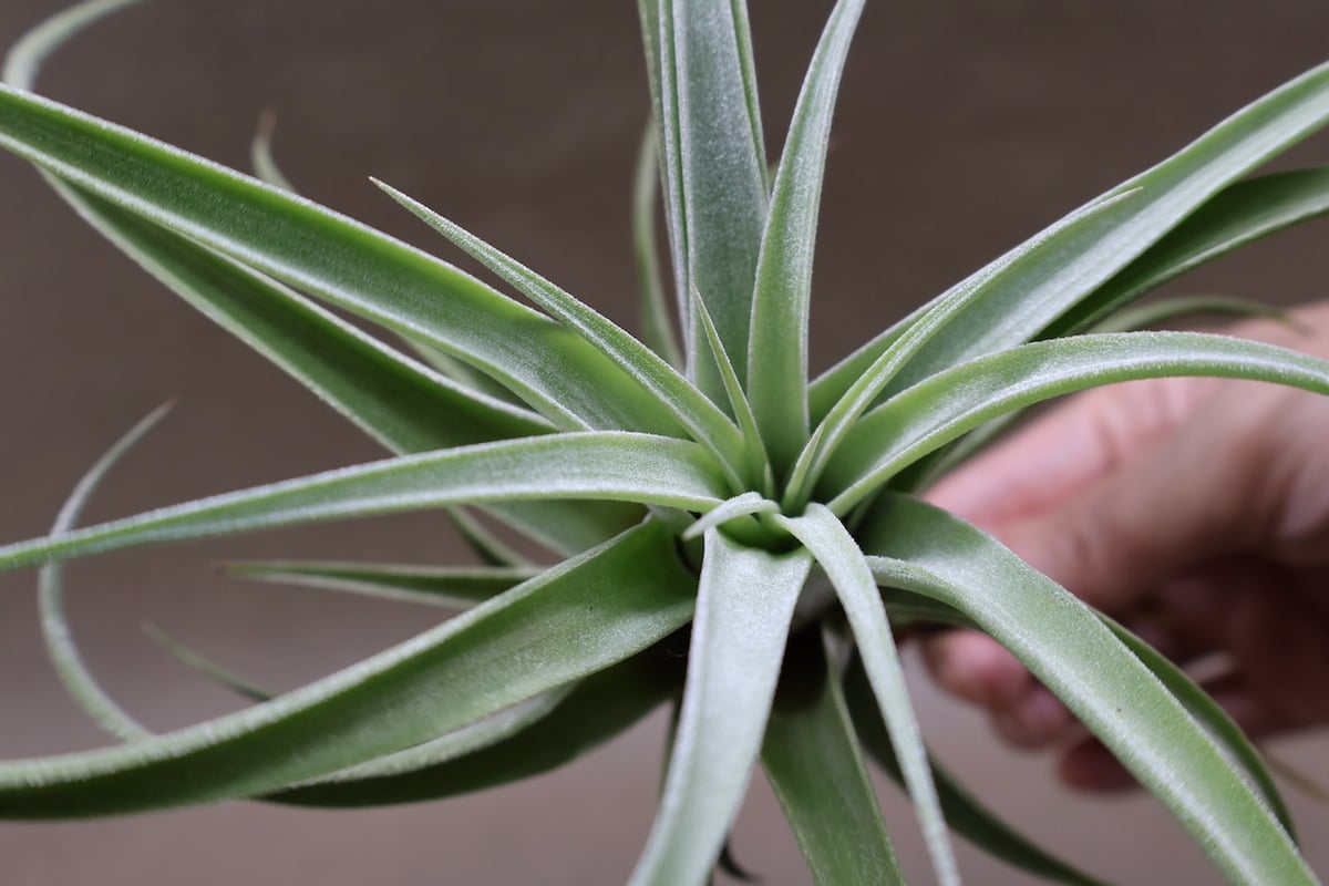 チランジア キセログラフィカ × イオナンタ キセログラフィカ × イオナンタバンハイニンギー 03号 | air-plants